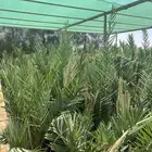 مجدول فراخ ومجذر