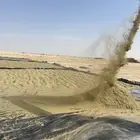 للبيع بذر رودس بلدي صافي