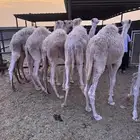 15قعود تربيه اعمارها من 4شهور وفوق بيشه