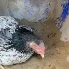 دجاجه سنديه مفرخه
