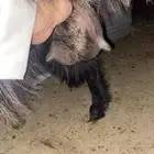 عنز معاها تيس وجفره أعمارهم 4 شهور