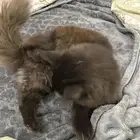 قط شيرازي بيور للتبني