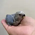للبيع فرخ روز غر