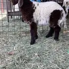 رخله طيبه