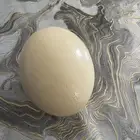 بيض النعام