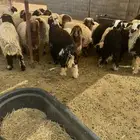 خرفان ورخال نعيم نجدي تيوس