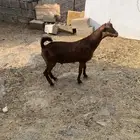 تيس فحل جذع ادهم نظيف