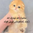 سكوتش