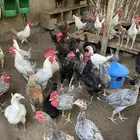 دياكه ديوك ديك
