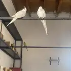 زواج كروان منتج