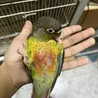 كنيور يلو سايد اليف هدد نشبه ((تم البيع ))