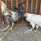 ديك ودجاجه بياضه