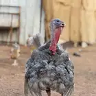 دجاج   رومي