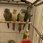 كنيور منتجين صحه ونضافه