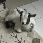 ماعز قزم ذكر