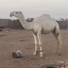 قعود باتلي على بعير الحريص المطيري