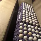بيض بلدي مخصب 95   100