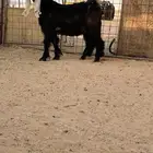 للبيع تيس