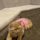 قطه للتبني نظيفه متعوده ع الليتر بوكس صحتها ممتازه جدا