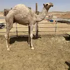 قعود قصب طايش