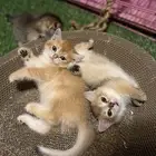 قط برتش للبيع انثى