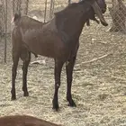 فحل أدهم جذع