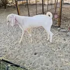 فحل بكستاني