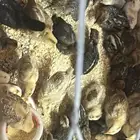 صوص دجاج فيومي فرنسي ألمنيوم