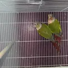 للبيع حبتين كنيور مجهول الجنس على السوم