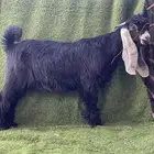 تيس عارضي صنف خصم الخصم