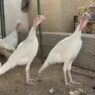 دجاج رووومي ابيض