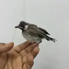 للبيع بلبول حساوي و روز