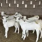 تيوس بشيات للبيع