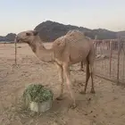 بكره مفرودة سمين