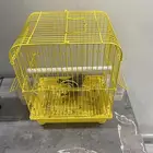 طيور زيبرا اثنى وذكر