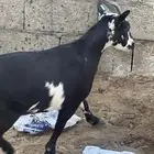 للبيع ماعز قزم بالأحساء