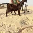 عنز طيبه