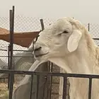 فحل حري صنف الصنف