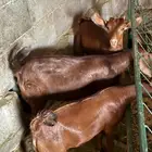 ماعز   للبيع