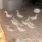 بط للبيع وسط كبير صغير الكبار بياض حضان