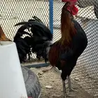 ديوك ترثه(تم البيع )