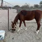 خيل شعبي مهر