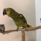 ببغاء امزوني بلو فرنتد