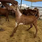 نوفر ذبائح الكشتات مع السلخ ولتوصيل