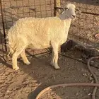 البيع