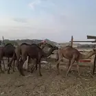حشو لباني ما شاء الله