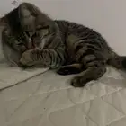 قط ذكر للبيع