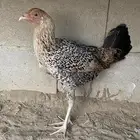 دجاجة للبيع