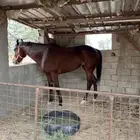 حصان إنجليزي