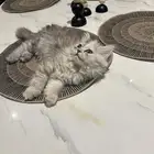 قط بيرشن